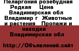 Пеларгония розебудная.  Редкая  › Цена ­ 380 - Владимирская обл., Владимир г. Животные и растения » Пропажи и находки   . Владимирская обл.